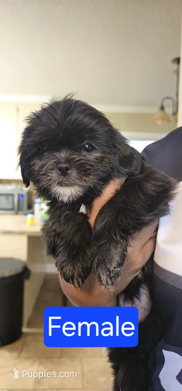 Female Black 2 CKC (RAVEN) – Shih Tzu puppy for sale in Milton, FL