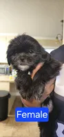 Female Black 2 CKC (RAVEN), a female Shih Tzu for sale in Milton, FL – 1 of 3