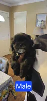 Black Male 2 (ONYX), a male Shih Tzu for sale in Milton, FL – 1 of 3