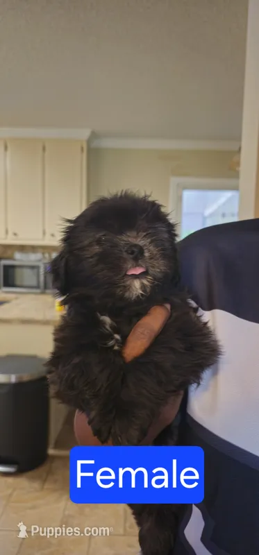 Female Black 1 CKC (EBONY) – Shih Tzu puppy for sale in Milton, FL