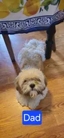 Female Black 1 CKC (EBONY), a female Shih Tzu for sale in Milton, FL – 2 of 3