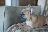 Parker, a male French Bulldog for sale in Rome, PA – 2 of 7