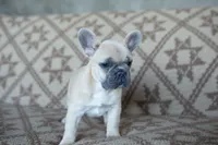 Pax, a male French Bulldog for sale in Rome, PA – 6 of 9