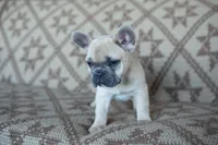 Pax, a male French Bulldog for sale in Rome, PA – 2 of 9