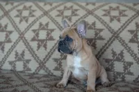 Parker, a male French Bulldog for sale in Rome, PA – 3 of 7