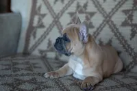 Parker, a male French Bulldog for sale in Rome, PA – 6 of 7