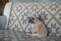 Parker, a male French Bulldog for sale in Rome, PA – 5 of 7