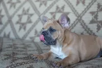 Pauly AKC, a male French Bulldog for sale in Rome, PA – 2 of 5