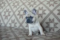 Penny AKC, a female French Bulldog for sale in Rome, PA – 6 of 6