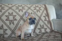 Parker, a male French Bulldog for sale in Rome, PA – 4 of 7