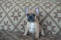Parker, a male French Bulldog for sale in Rome, PA – 7 of 7
