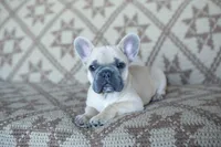 Pax, a male French Bulldog for sale in Rome, PA – 7 of 9