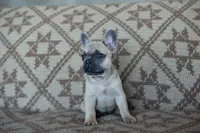 Penny AKC, a female French Bulldog for sale in Rome, PA – 5 of 6