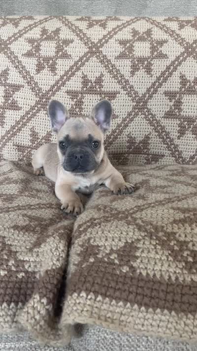 Penny AKC, a female French Bulldog for sale in Rome, PA – 3 of 6