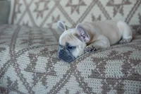 Pax, a male French Bulldog for sale in Rome, PA – 5 of 9