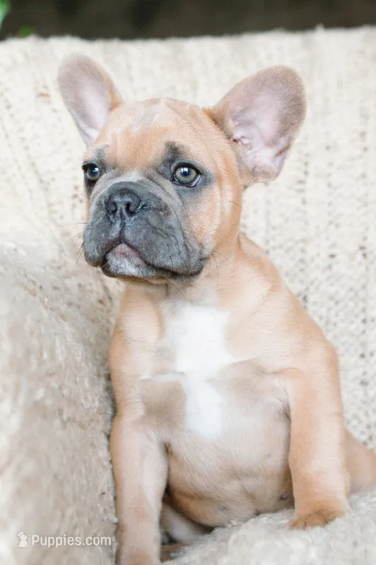 Parker – French Bulldog puppy for sale in Rome, PA