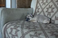 Penny AKC, a female French Bulldog for sale in Rome, PA – 2 of 6