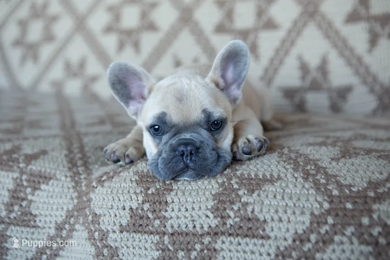 Pax – French Bulldog puppy for sale in Rome, PA