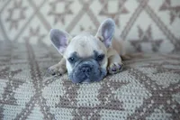 Pax, a male French Bulldog for sale in Rome, PA – 1 of 9