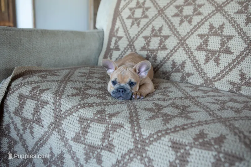 Pauly AKC – French Bulldog puppy for sale in Rome, PA