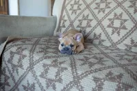 Pauly AKC, a male French Bulldog for sale in Rome, PA – 1 of 5