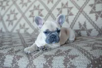Pax, a male French Bulldog for sale in Rome, PA – 3 of 9