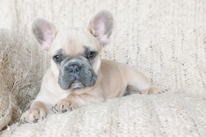 Pax – French Bulldog puppy for sale in Rome, PA