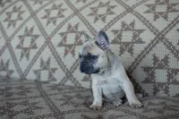 Penny AKC, a female French Bulldog for sale in Rome, PA – 4 of 6