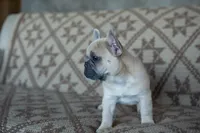 Pax, a male French Bulldog for sale in Rome, PA – 8 of 9