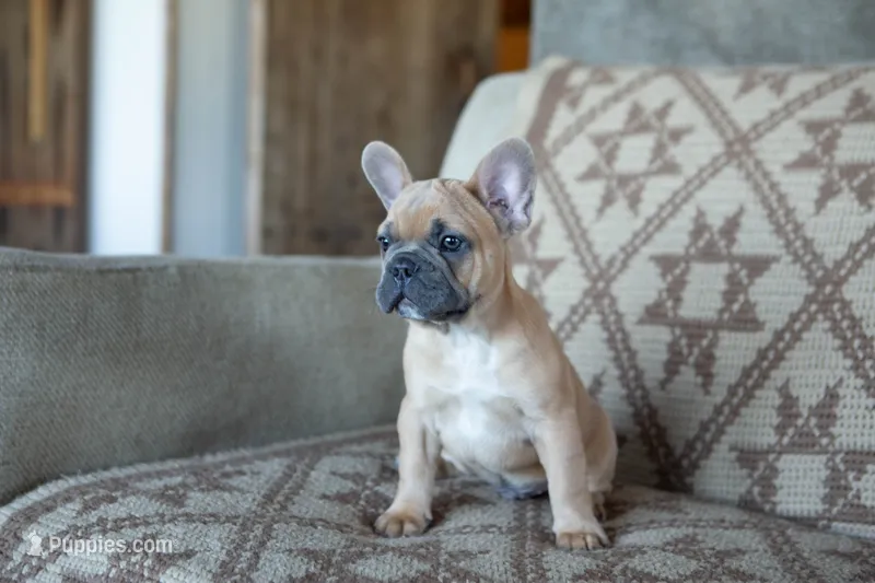 Parker – French Bulldog puppy for sale in Rome, PA