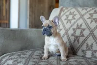 Parker, a male French Bulldog for sale in Rome, PA – 1 of 7