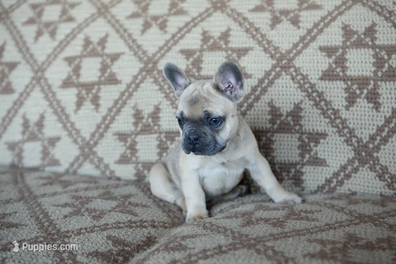 Penny AKC – French Bulldog puppy for sale in Rome, PA