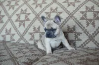 Penny AKC, a female French Bulldog for sale in Rome, PA – 1 of 6