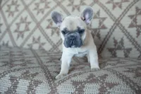 Pax, a male French Bulldog for sale in Rome, PA – 4 of 9