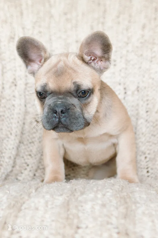 Penny AKC – French Bulldog puppy for sale in Rome, PA