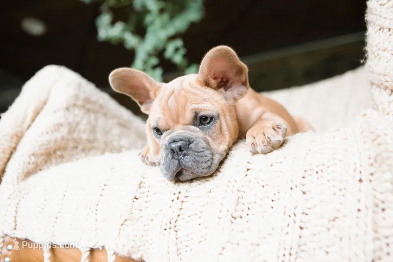 Pauly AKC – French Bulldog puppy for sale in Rome, PA