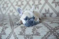 Pax, a male French Bulldog for sale in Rome, PA – 9 of 9