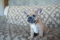 Pauly AKC, a male French Bulldog for sale in Rome, PA – 4 of 5