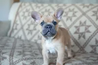 Pauly AKC, a male French Bulldog for sale in Rome, PA – 5 of 5