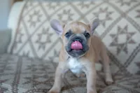 Pauly AKC, a male French Bulldog for sale in Rome, PA – 3 of 5