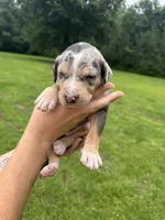 Truck, a male Catahoula Leopard Dog for sale in Bogalusa, LA – 2 of 4