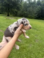 Truck, a male Catahoula Leopard Dog for sale in Bogalusa, LA – 3 of 4