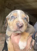 Truck, a male Catahoula Leopard Dog for sale in Bogalusa, LA – 1 of 4