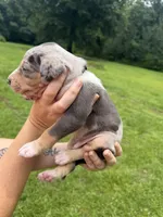 Truck, a male Catahoula Leopard Dog for sale in Bogalusa, LA – 4 of 4