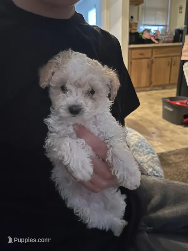 Shaggy – Maltipoo puppy for sale in Cleveland, OH