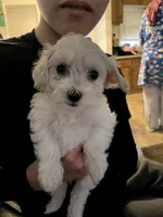 Pudgy, a male Maltipoo for sale in Cleveland, OH – Photo 2 of 2