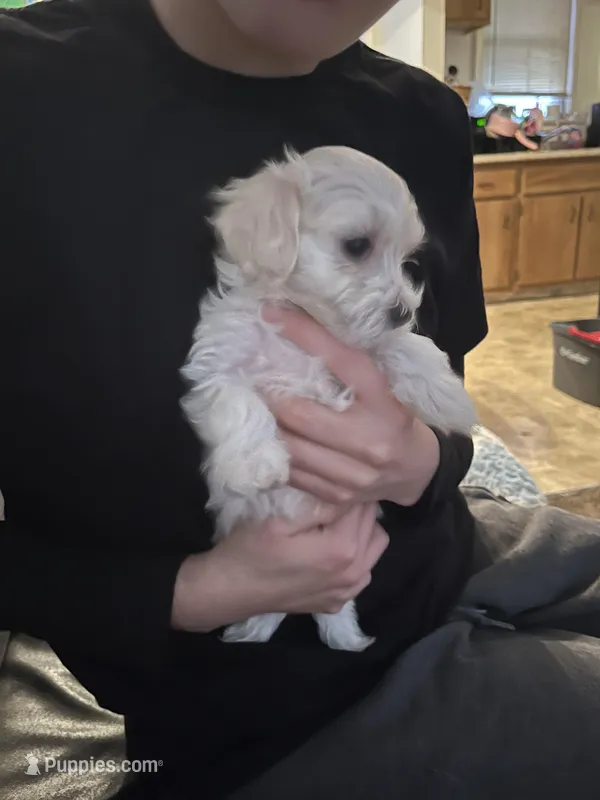 Pudgy, a male Maltipoo for sale in Cleveland, OH – Photo 1 of 2