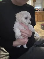 Pudgy, a male Maltipoo for sale in Cleveland, OH – Photo 1 of 2
