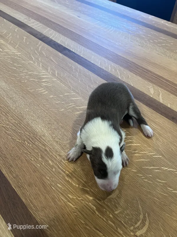 Spirit's #1 Female – Border Collie puppy for sale in Glencoe, MN