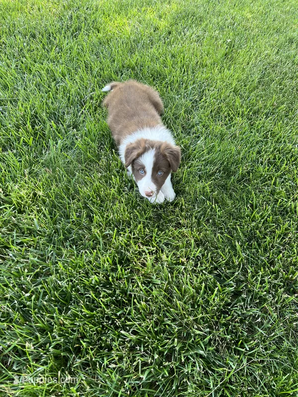 Spirit's #2 male – Border Collie puppy for sale in Glencoe, MN
